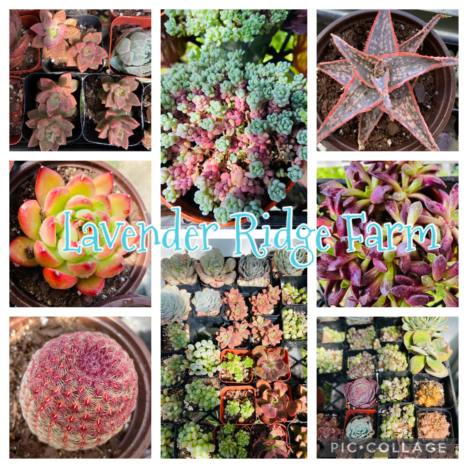 Lavender Ridge Farm