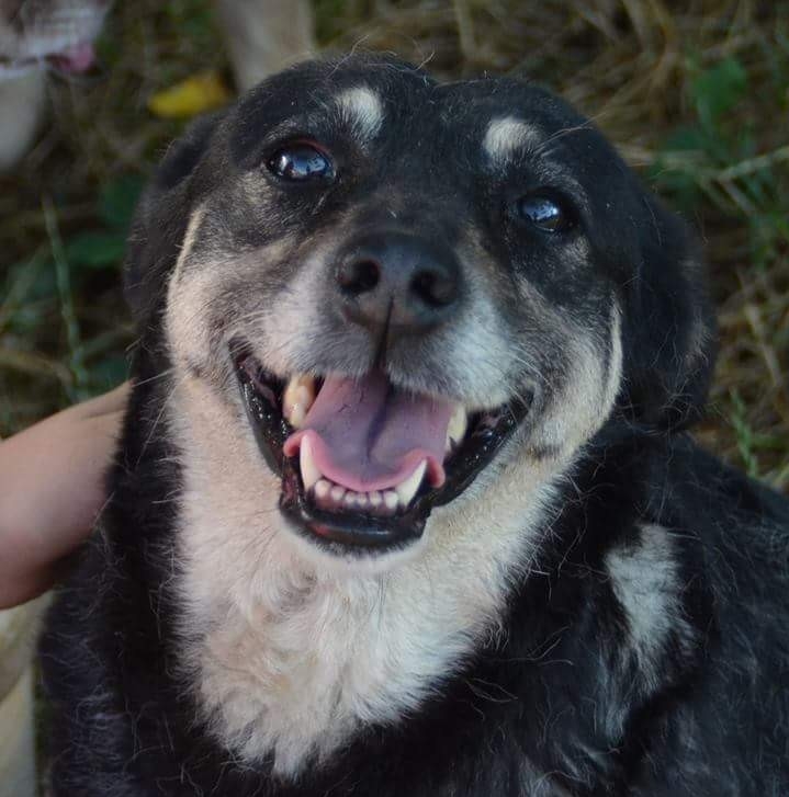 Romanian... - Romanian Rescue Appeal Older Dogs for Adoption