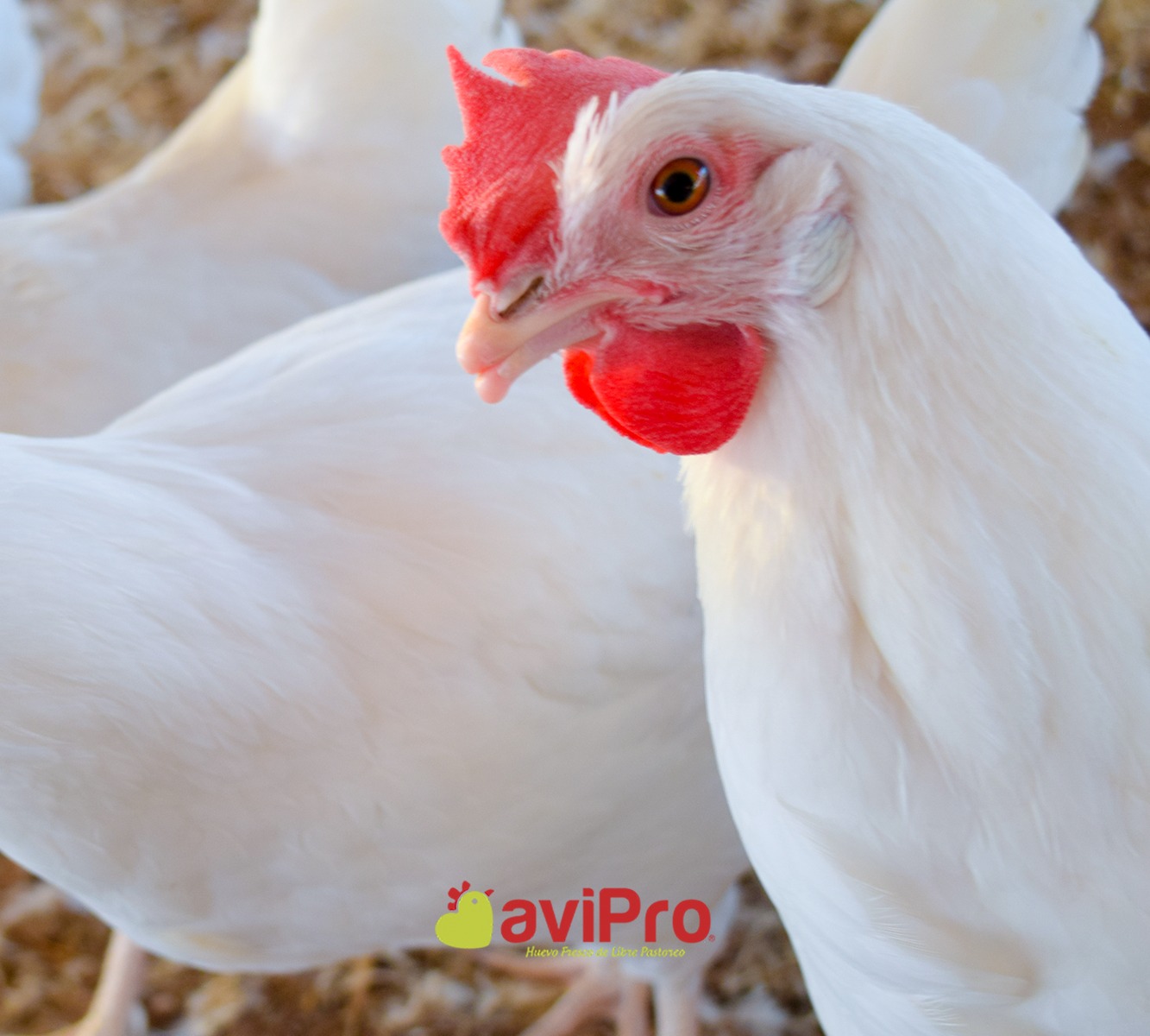 Avipro - Gallinas AviPro = Gallinas sanas ️ Encuentra AviPro Huevo de ...