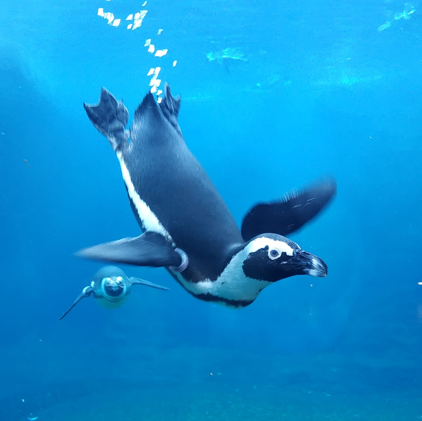 Kotiki i Pingwiny Wrocławskiego Zoo - Sto lat, Nora! 🎂🦭💕🎁🎊🎉😍 | Facebook