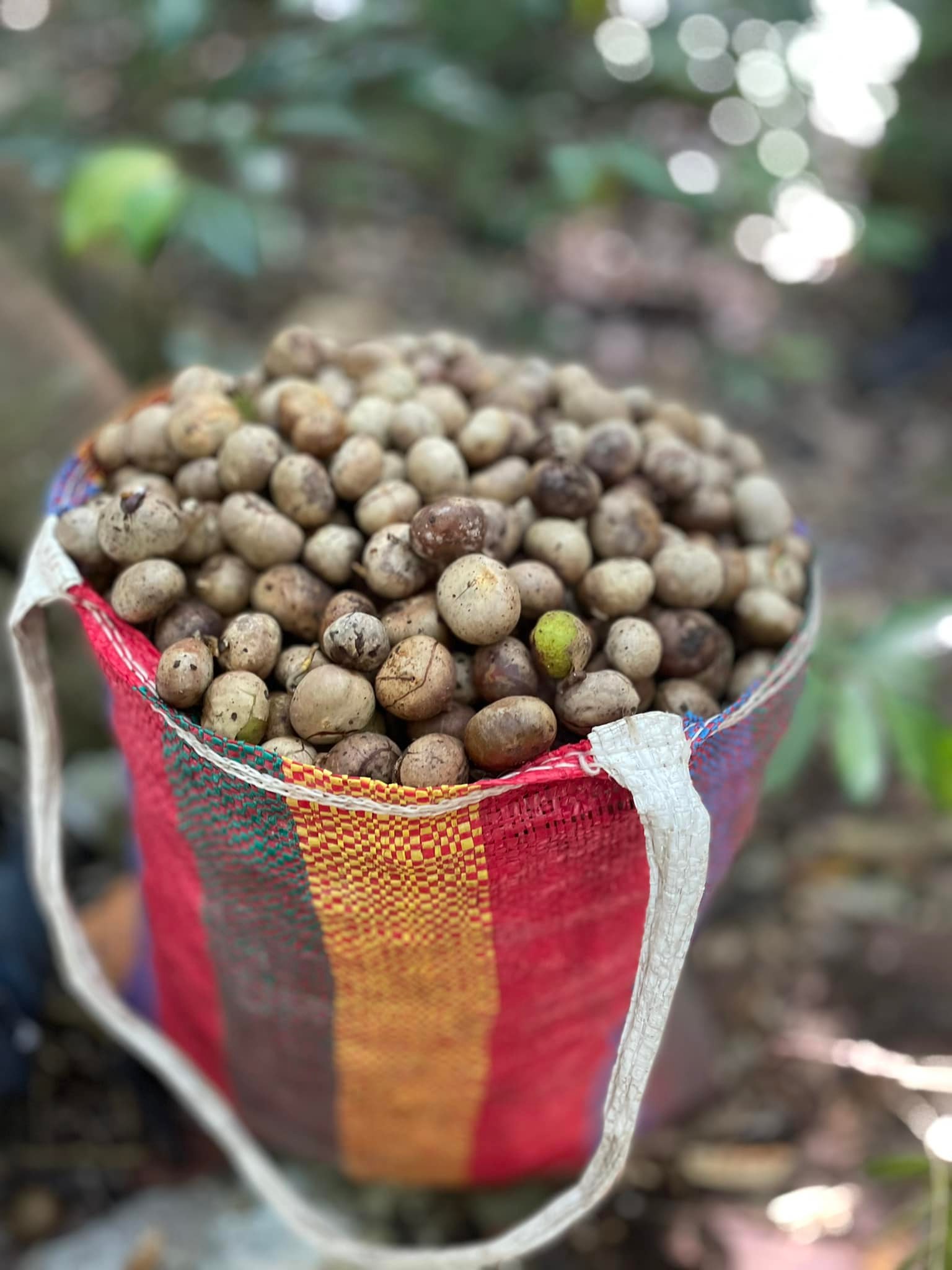 Semilla de Ramón