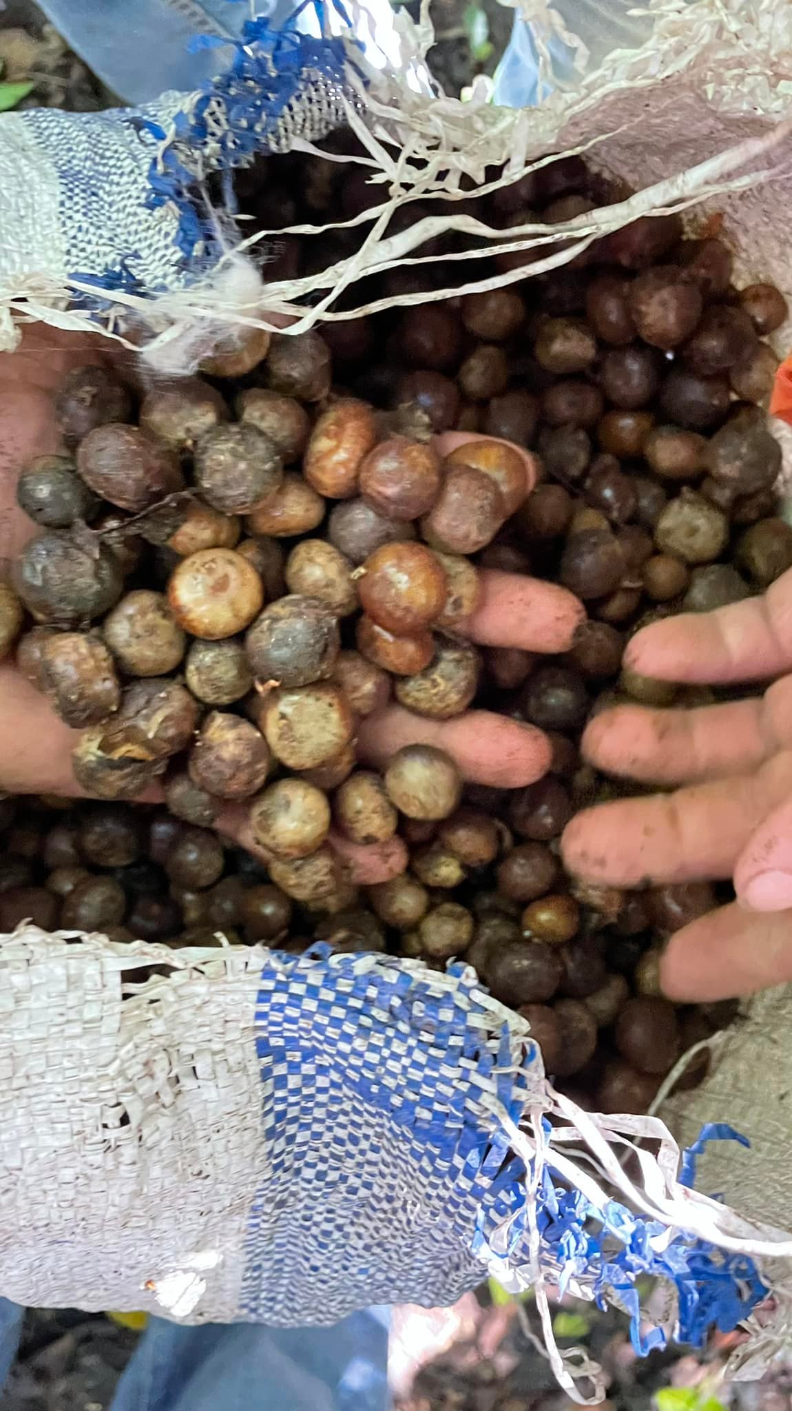 Semilla de Ramón