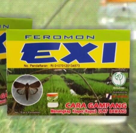 Feromon Bawang