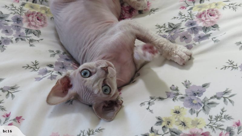 Rexellent Devon Rex Cattery