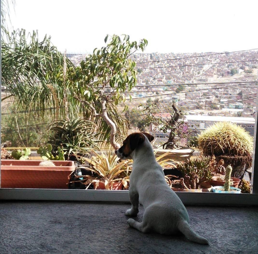 Jack russell puddin Monterrey