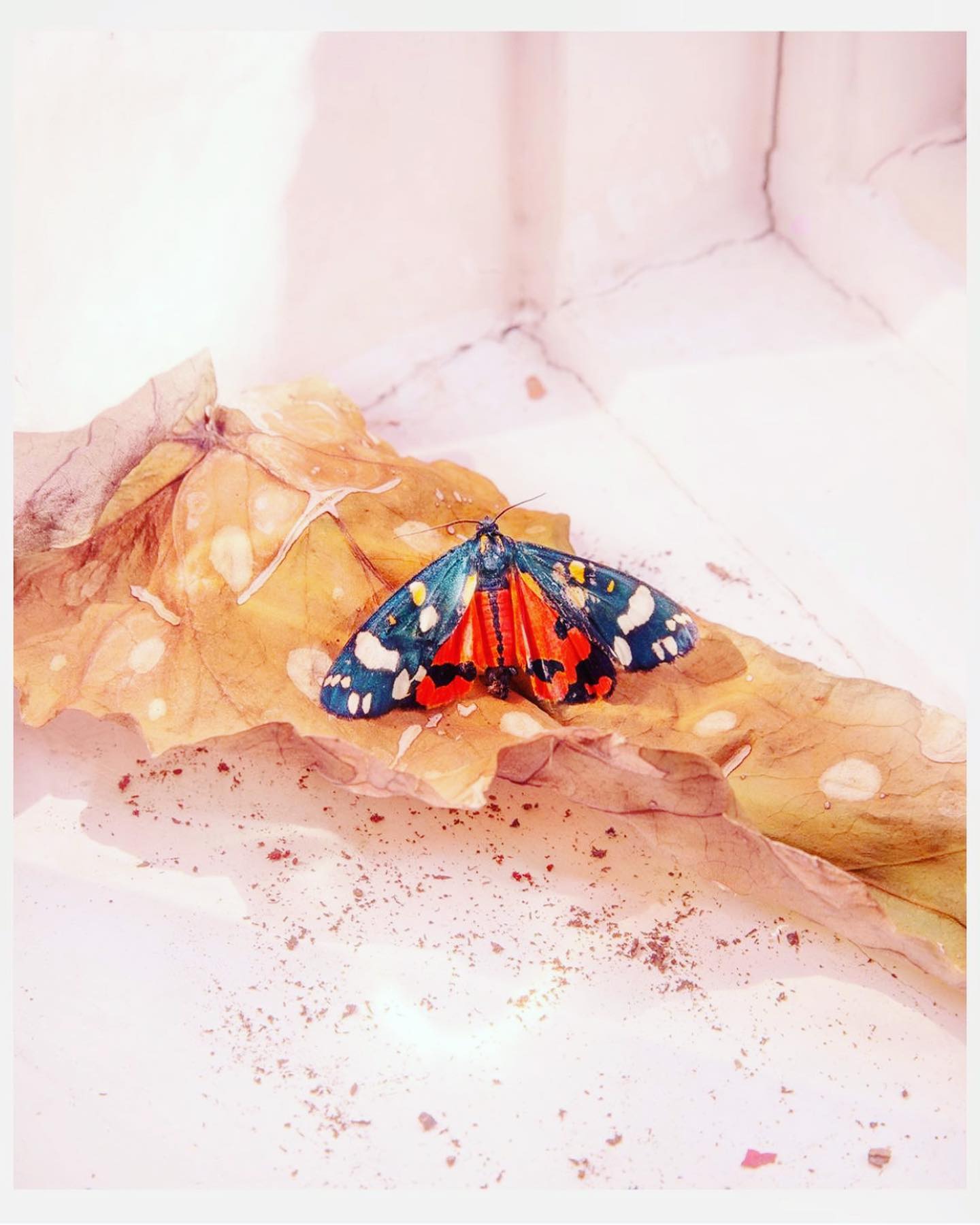 A Scarlet Tiger 🐅 🦋... - Alexander Ingham Brooke Studio | Facebook