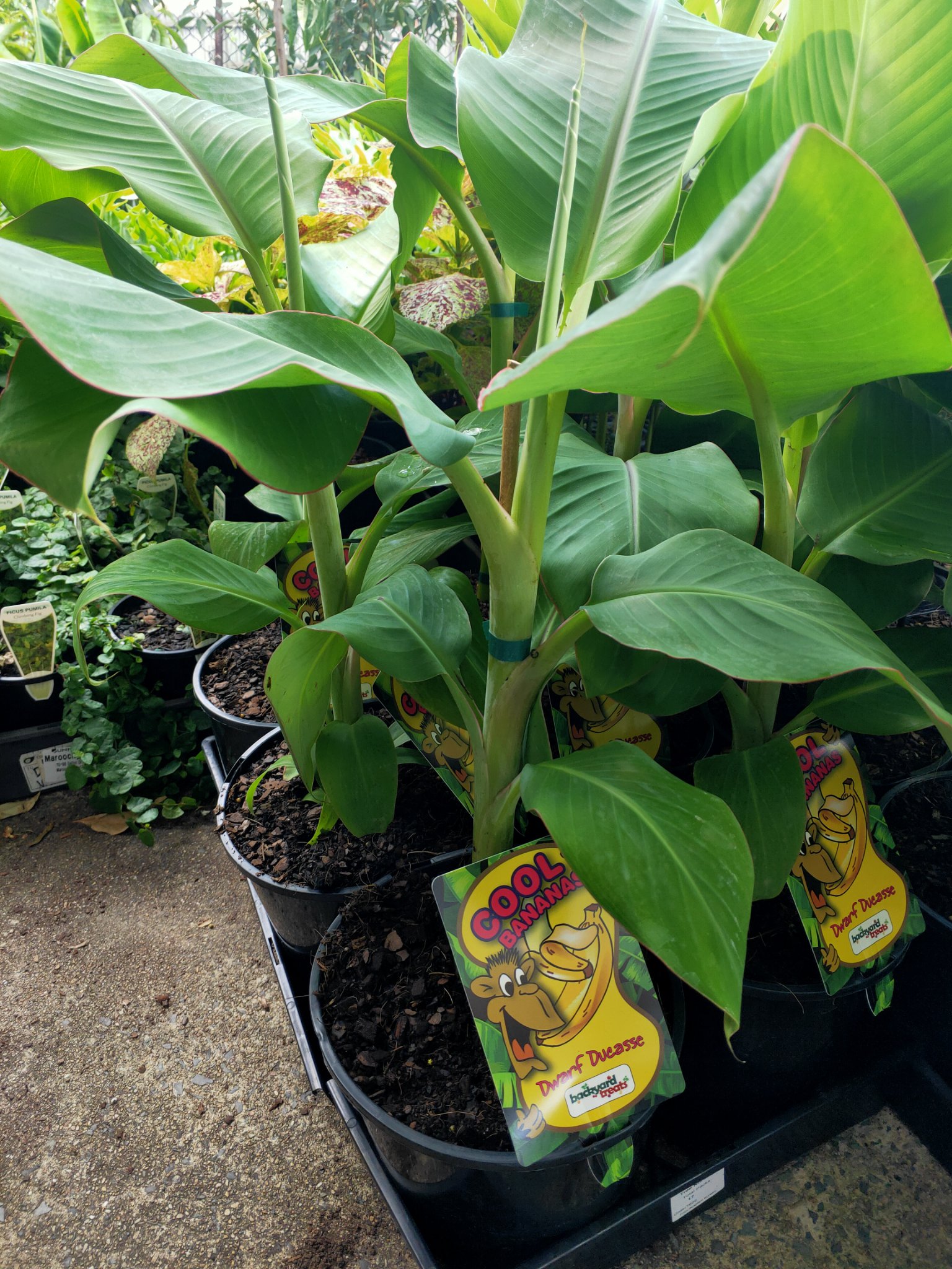 Dwarf Sugar Banana Plants & Seedlings Kallangur