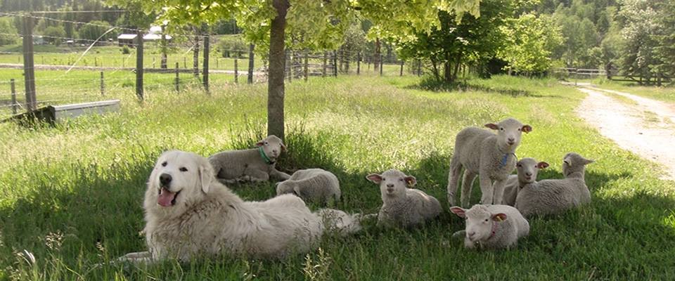 Disdero Ranch | Barrière BC