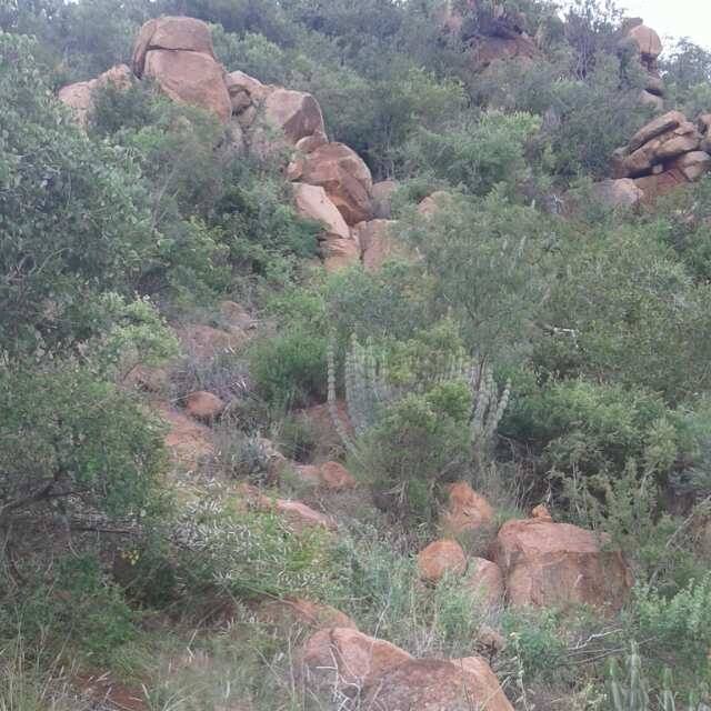 Mphanama Magagamatala