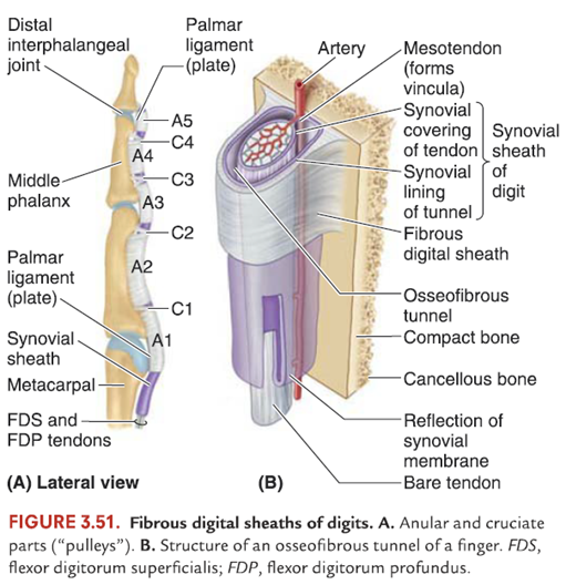 [Trigger Finger-โรคนิ้วล็อค]... - Clinical Anatomy | Facebook