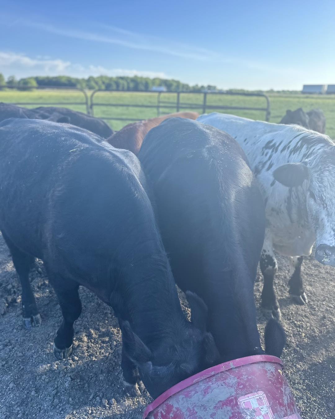 Frontier Cattle Co | Shedd OR