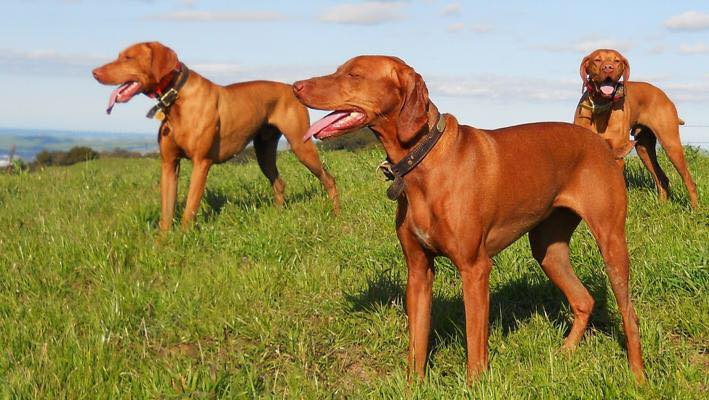 Vizslas | Des Moines IA