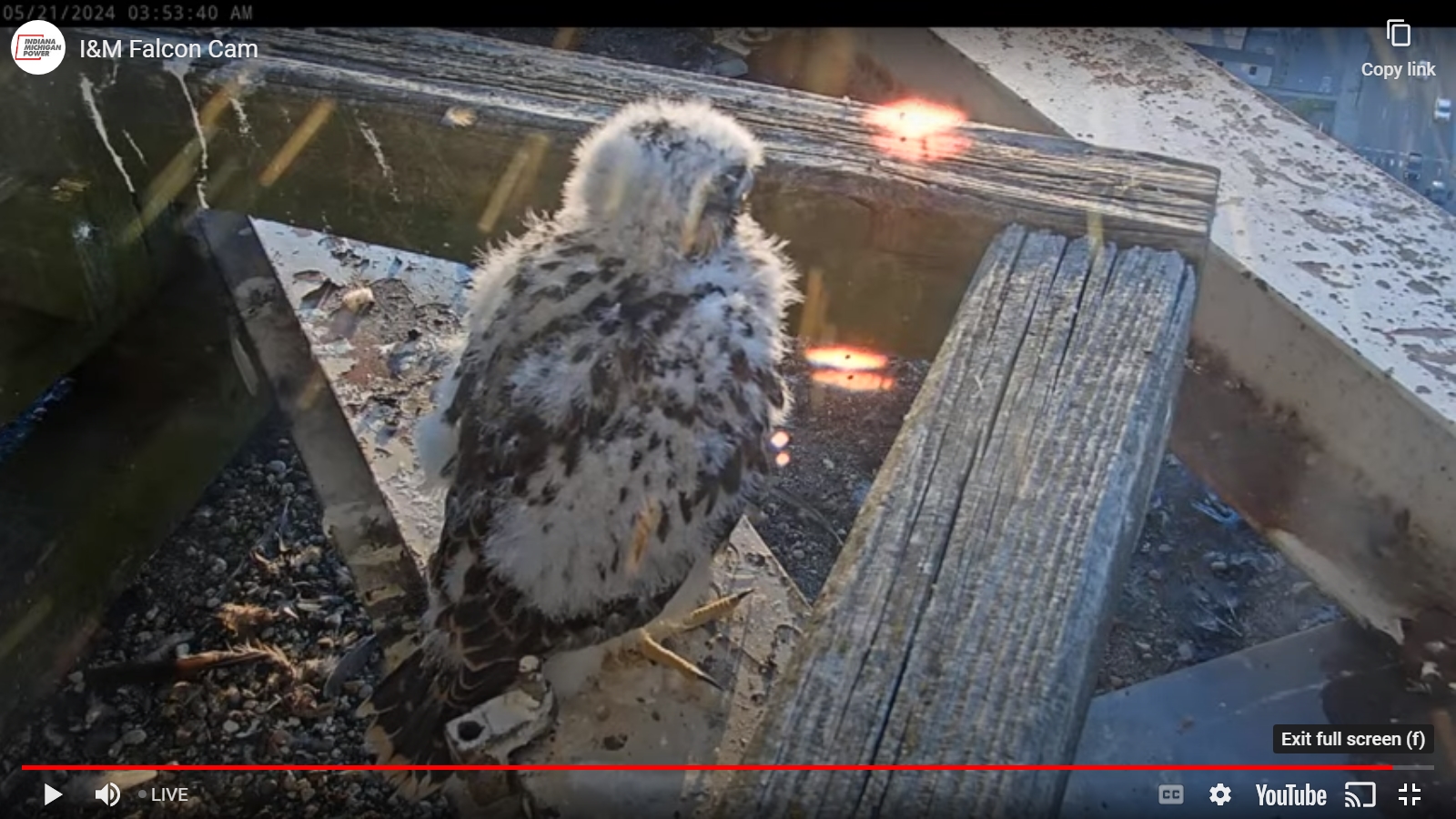 Good morning! Tom is doing... - Soarin' Hawk Raptor Rehab | Facebook