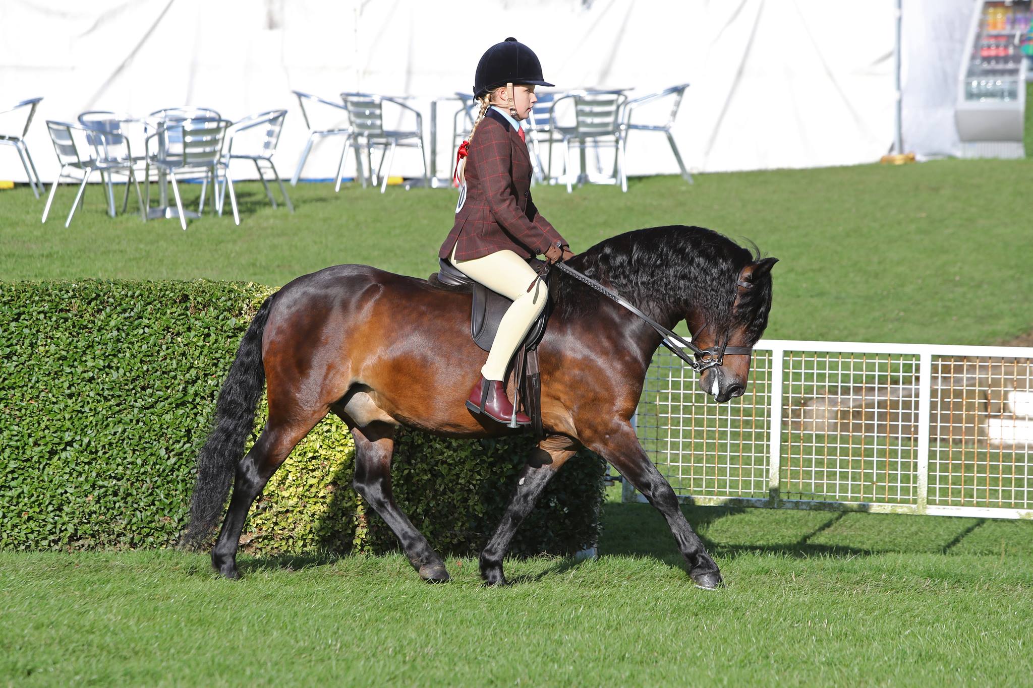 Shilston... - Shilstone Rocks Dartmoor Pony Stud - New Zealand