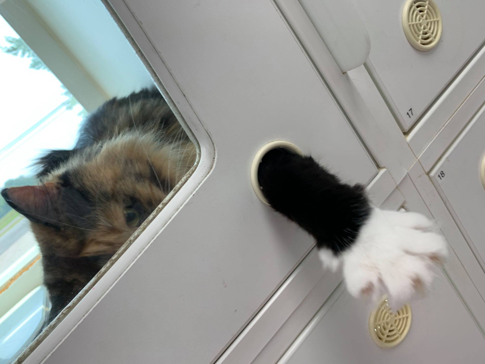 Catisfaction Cat Clinic added a... - Catisfaction Cat Clinic