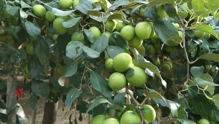 Táo rim.táo tươi.đặn sản ninh thuận