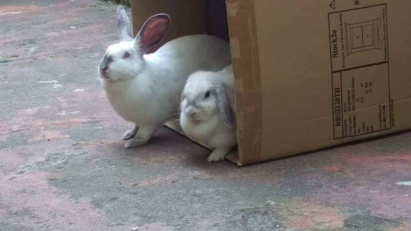 Rabbits - We made it to Kodiak! The bunnies did well and we were able ...