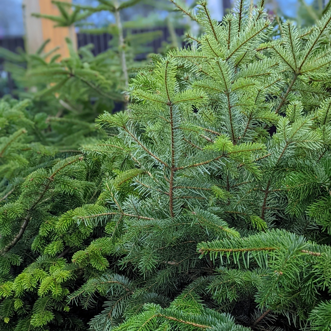 🌲Our rootballed trees are... - Radway Bridge Garden Centre