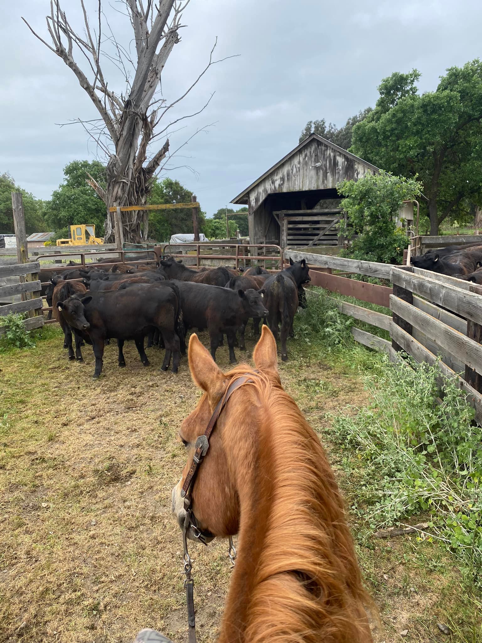 Bengard Ranch | Salinas CA