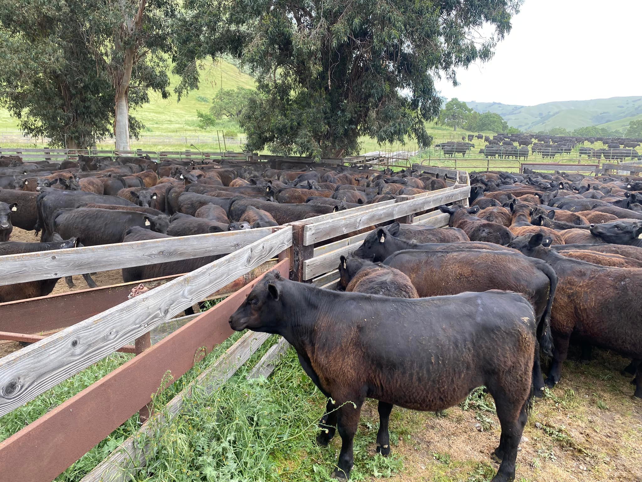 Bengard Ranch | Salinas CA