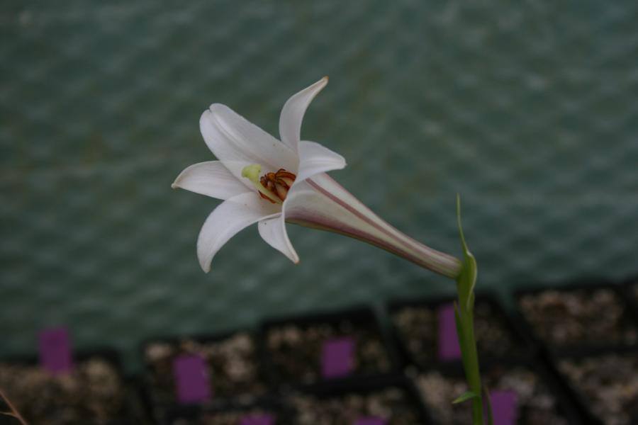 Un jardín en Málaga: Lilium formosanum White Crane