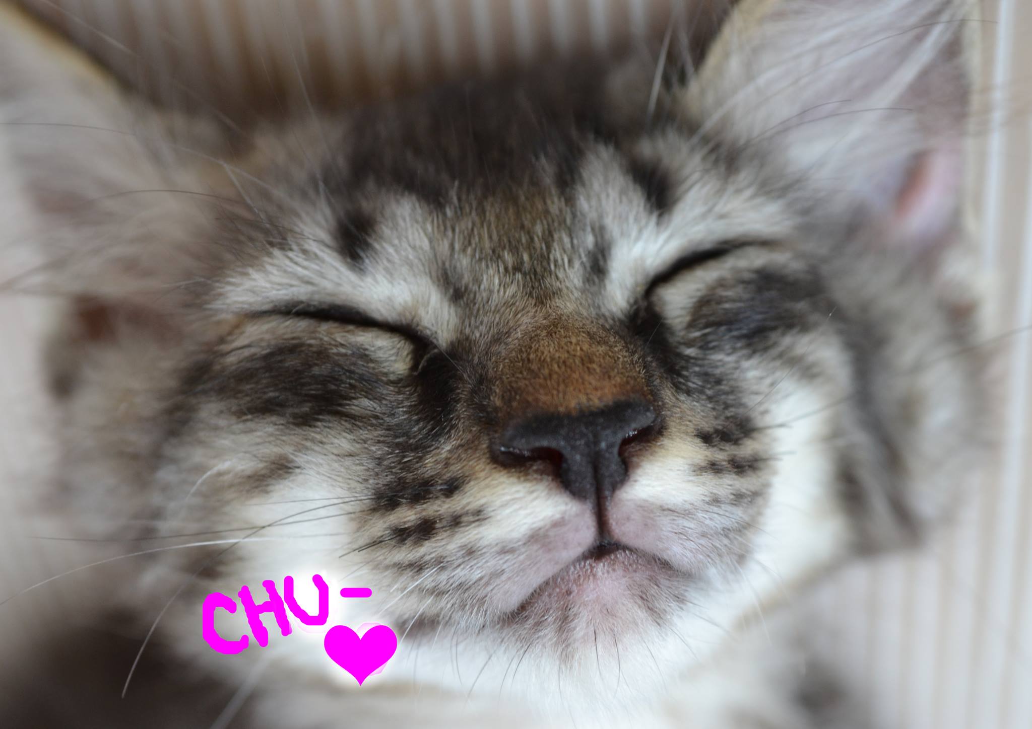 ねこの子。猫と動物の楽しい世界 - ねこの子。猫と動物の楽しい世界 added a new photo.