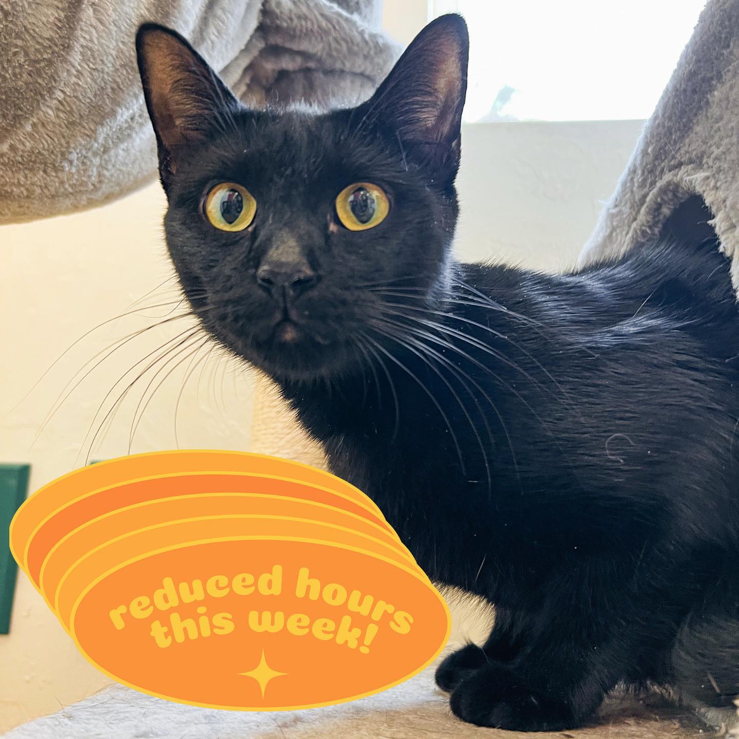 Feeline Good Cat Café | Gainesville FL
