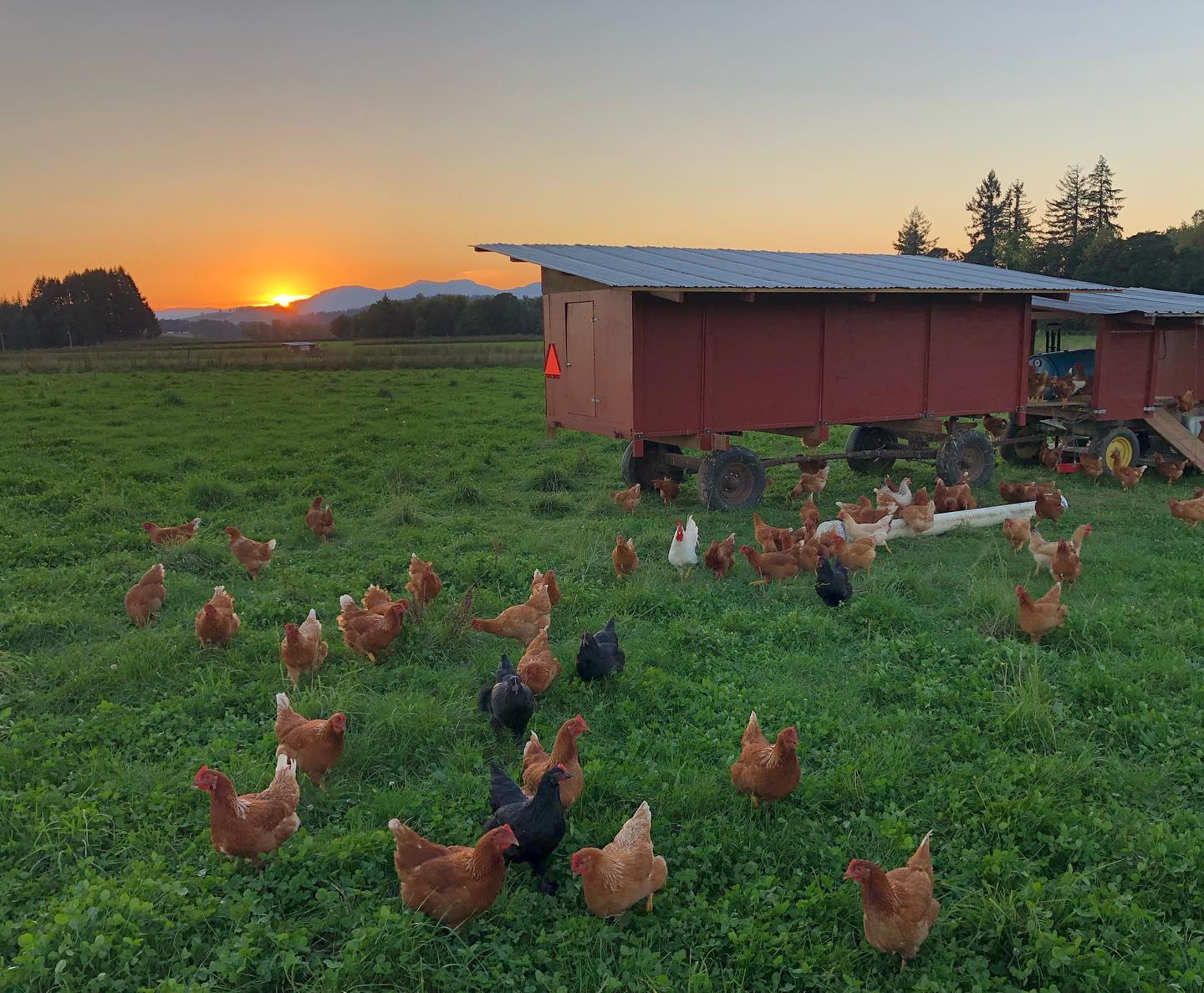 Feather Root Farms