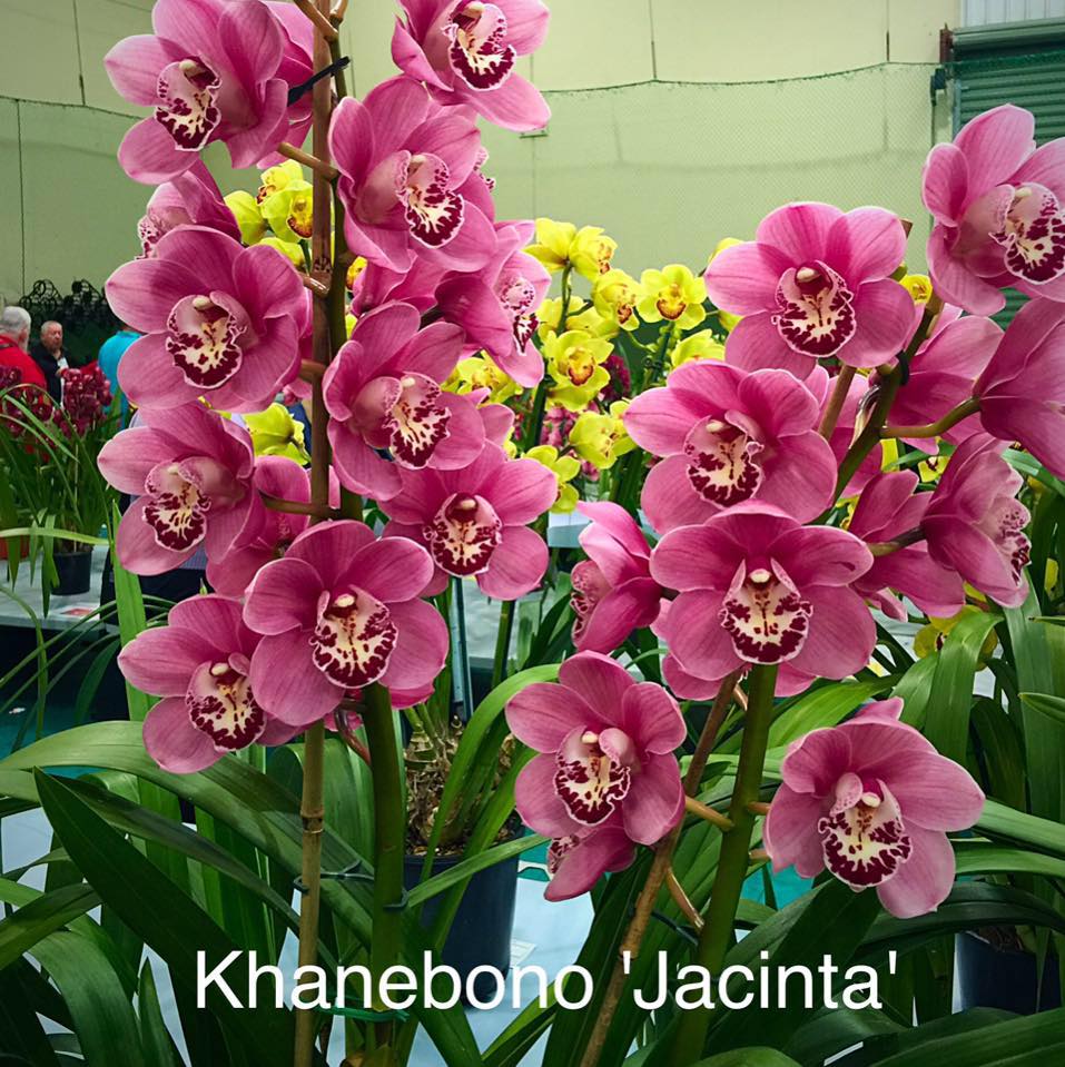 Cymbidium Blooms Gallery on Reels
