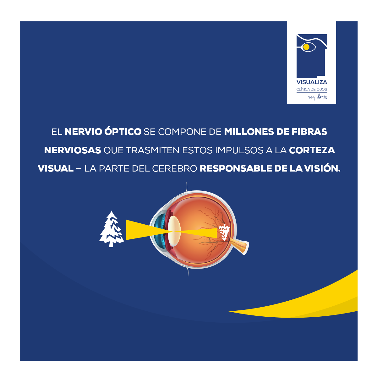 Visualiza - ¿Sabes cómo funciona el ojo humano? La... | Facebook