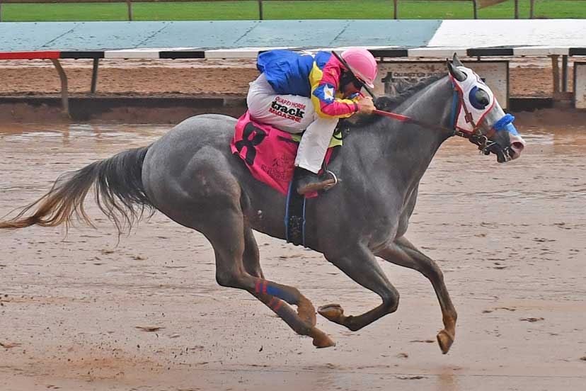 Q-Racing - If you like gray horses, take a look at All American Derby ...