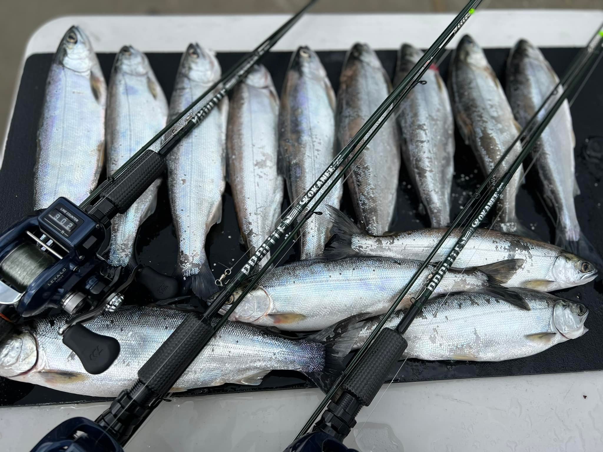 best rod and reel for kokanee fishing Black Rods each rod features a custom carbon reel seat and a strikingly elegant grip KOKANEE: Best Tactics to Catching