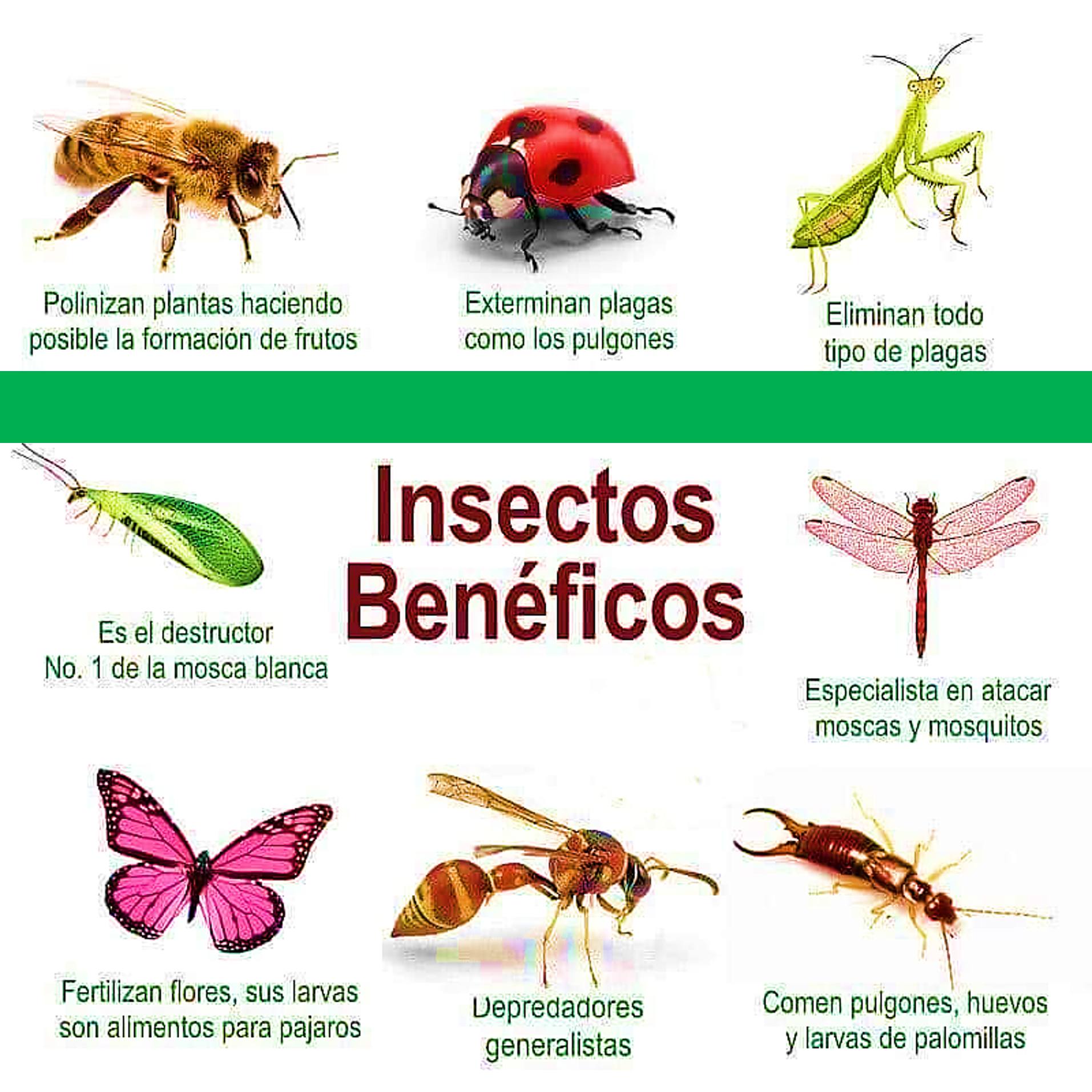 Insectos Beneficiosos En tu Huerto y... - El Huerto En CASA | Facebook