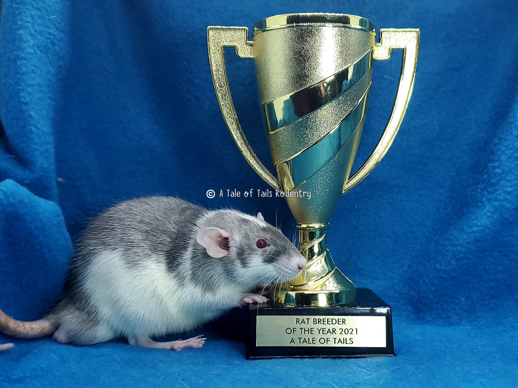 Rat Breeders Guide