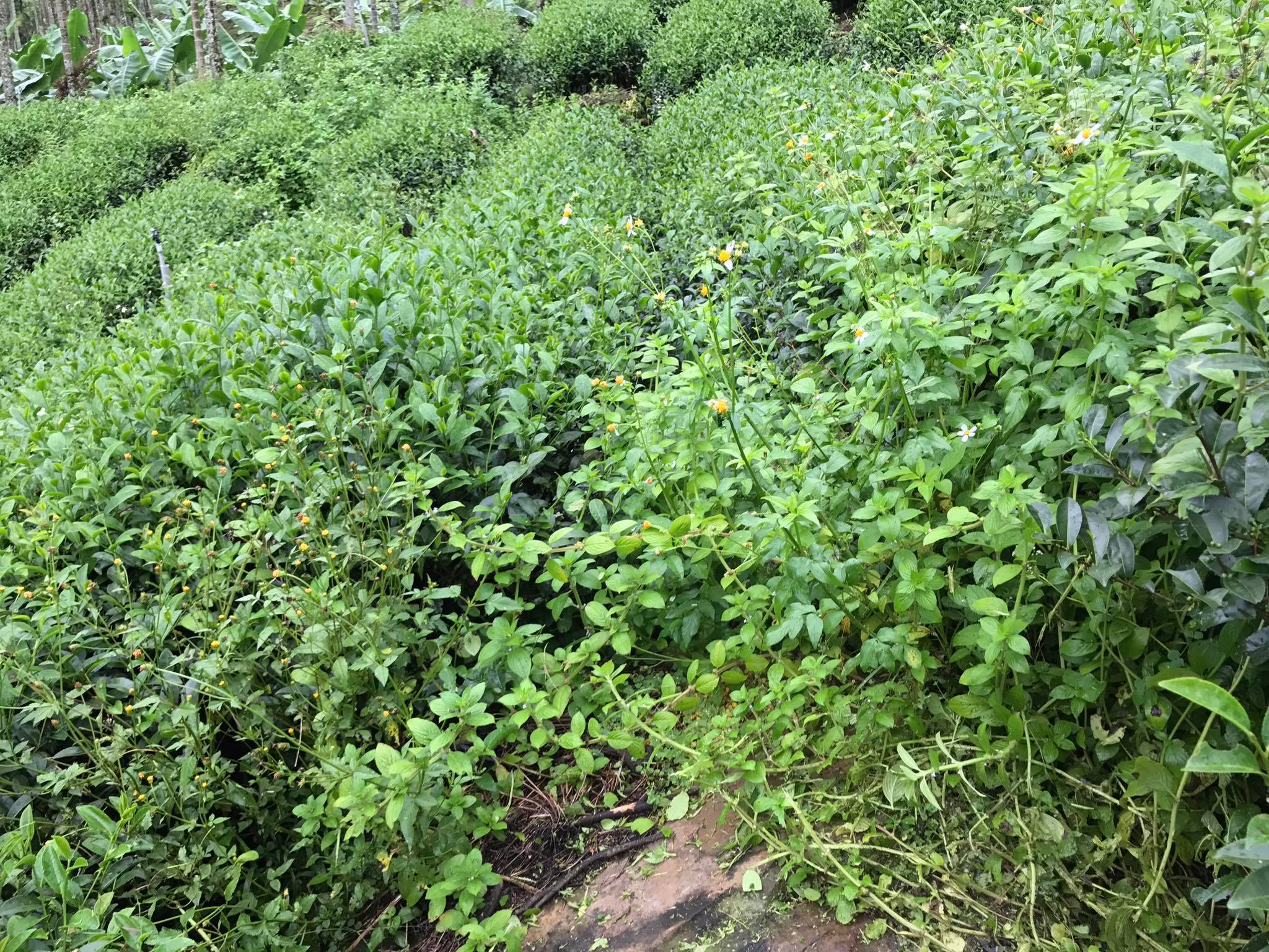 天茗茶業 - 最近山上還是持續著午後大雨 有時候下了一整個下午 有時則是從傍晚下到半夜...