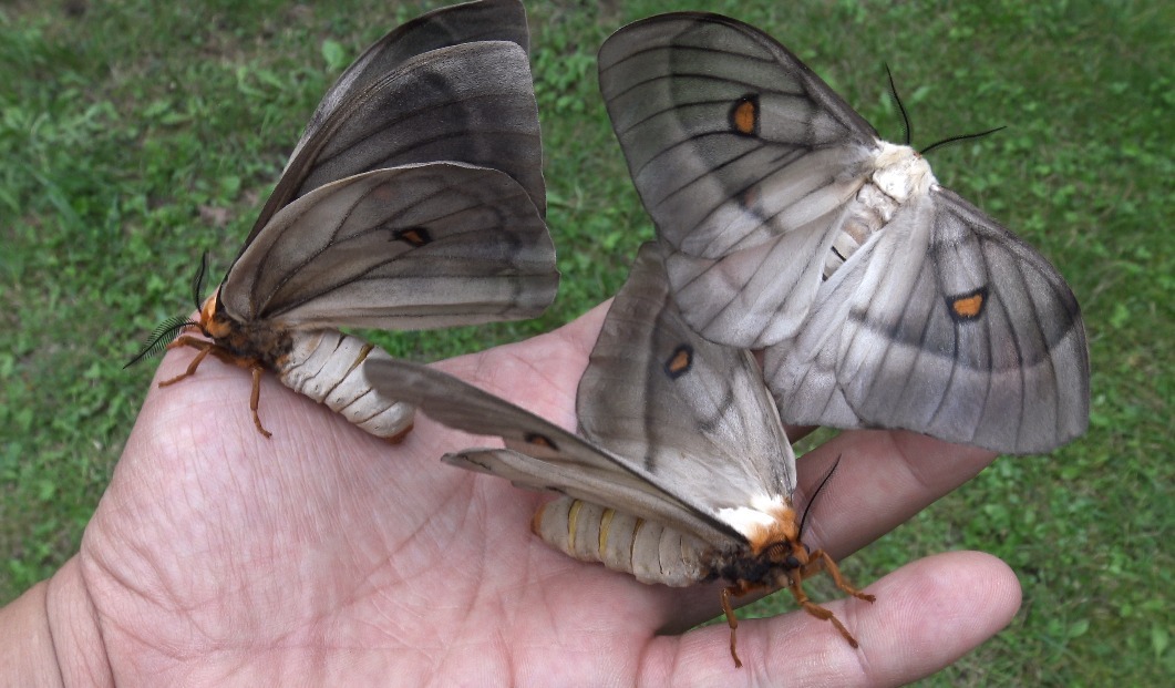 Ghostly silkmoth (Ceranchia apollina)