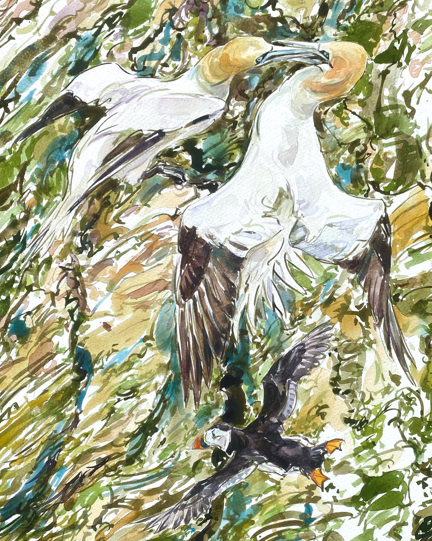 Squabbling... - David Bennett - Wildlife Artist & Illustrator