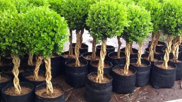 Vivero BOX arrayan - Home