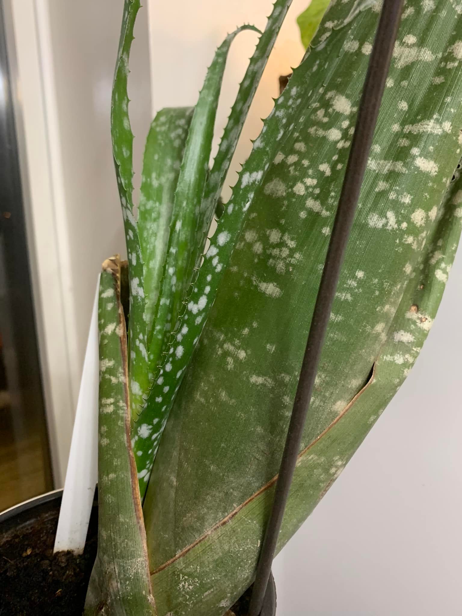 Billbergia 'La Vie En Rose' bromeliad review