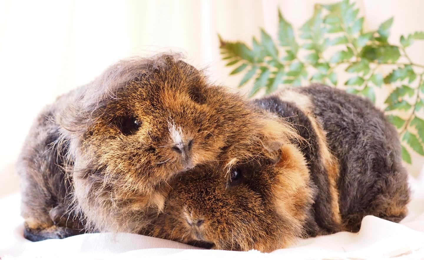 Hello, our names are Fiona &... - Romeo's Rabbit Rescue | Facebook