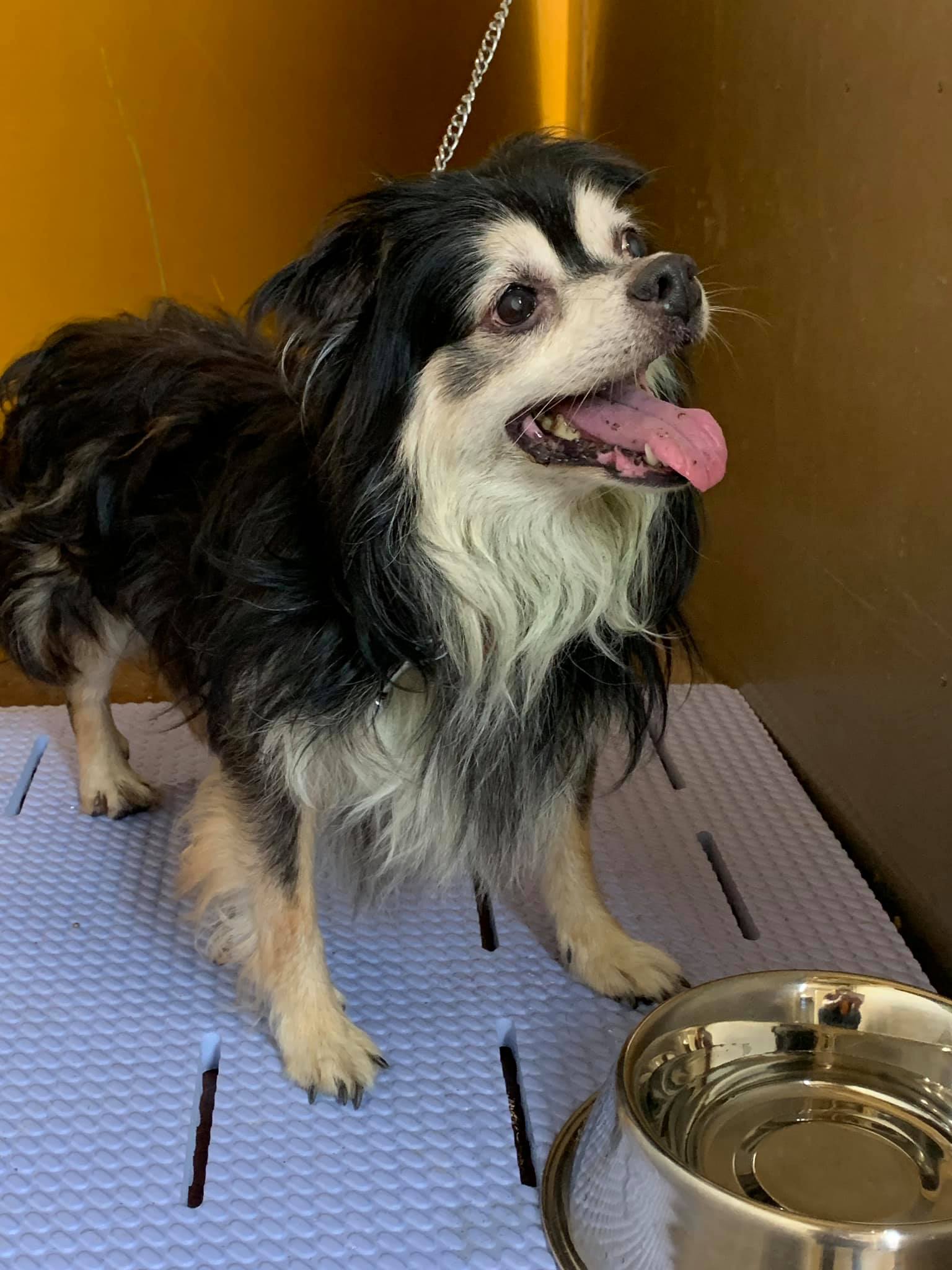 Doggys Smile 本日の米子保健所収容 境港市渡町で保護 チワワ オス 老犬 Facebook