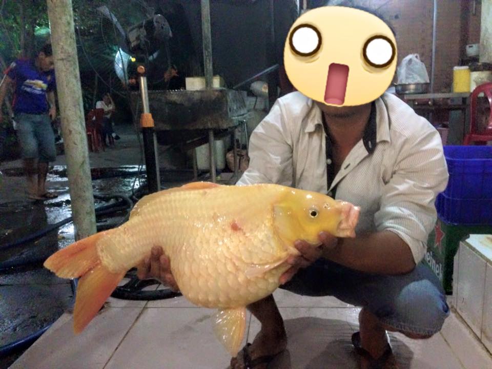 Ca Chep Gần 7kg Hang Khủng ẩm Thực Phương đong Bến Gỗ Facebook
