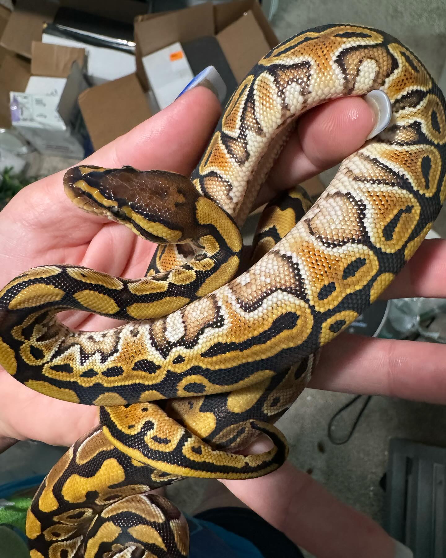 Pop Culture Pythons | Menifee CA