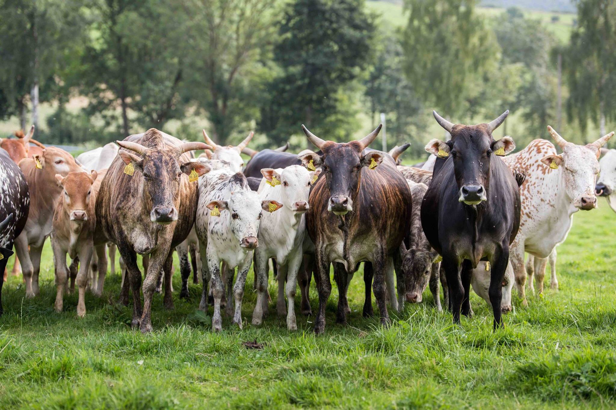 Zwerg Zebu Rind vom Gutshof Original | Sundern