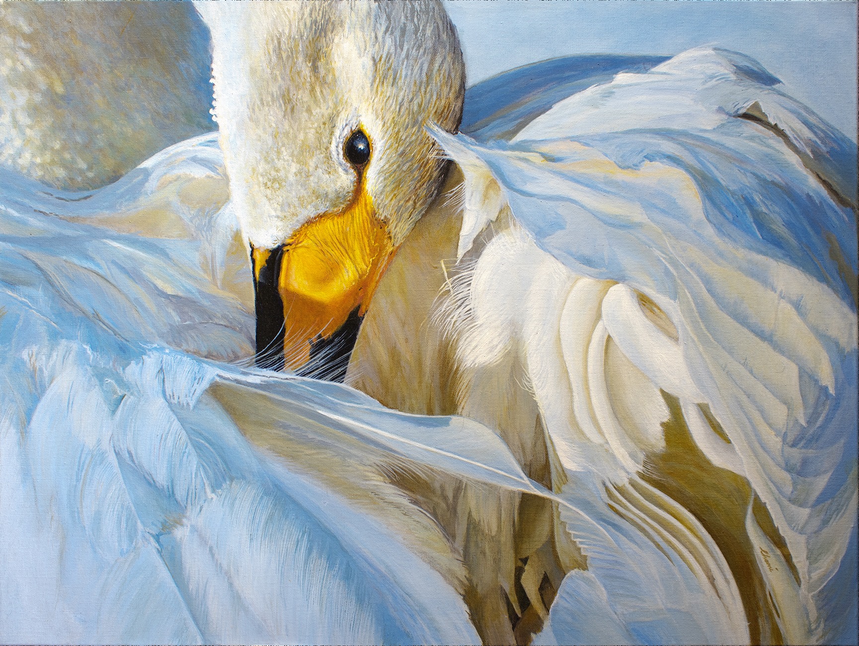 Rato - 'Ruffled' depicts one of the 300 Wooper Swans that descend ...