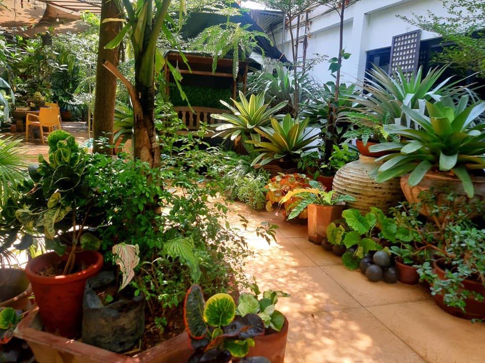Dency's Garden, Plants By Edwin Samot | Imus