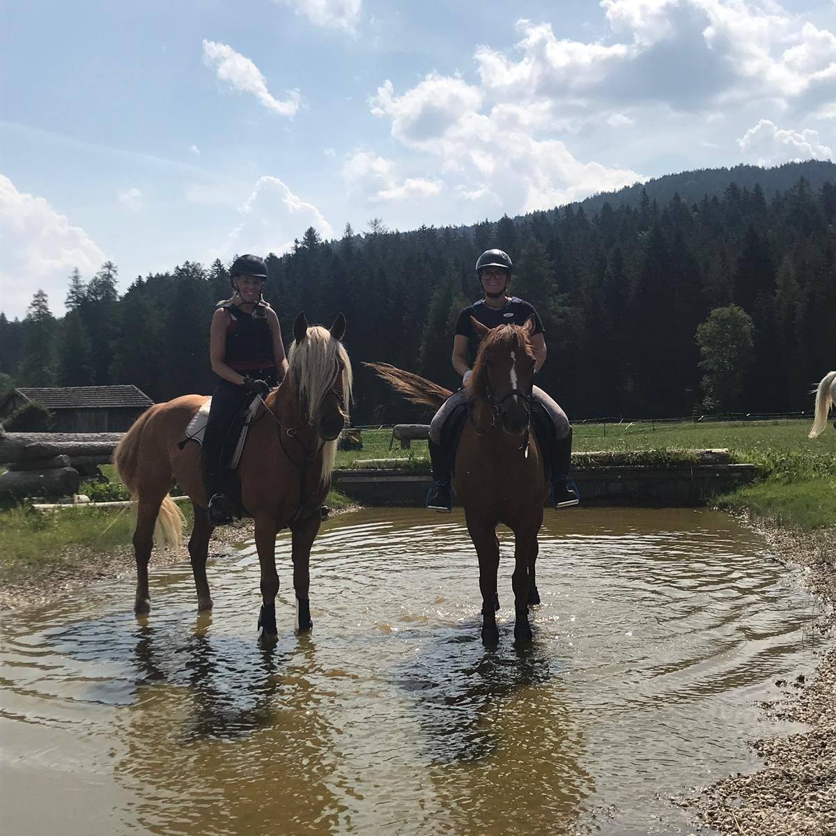 Reiten lernen- Pferde... - Reiten lernen- Pferde erleben