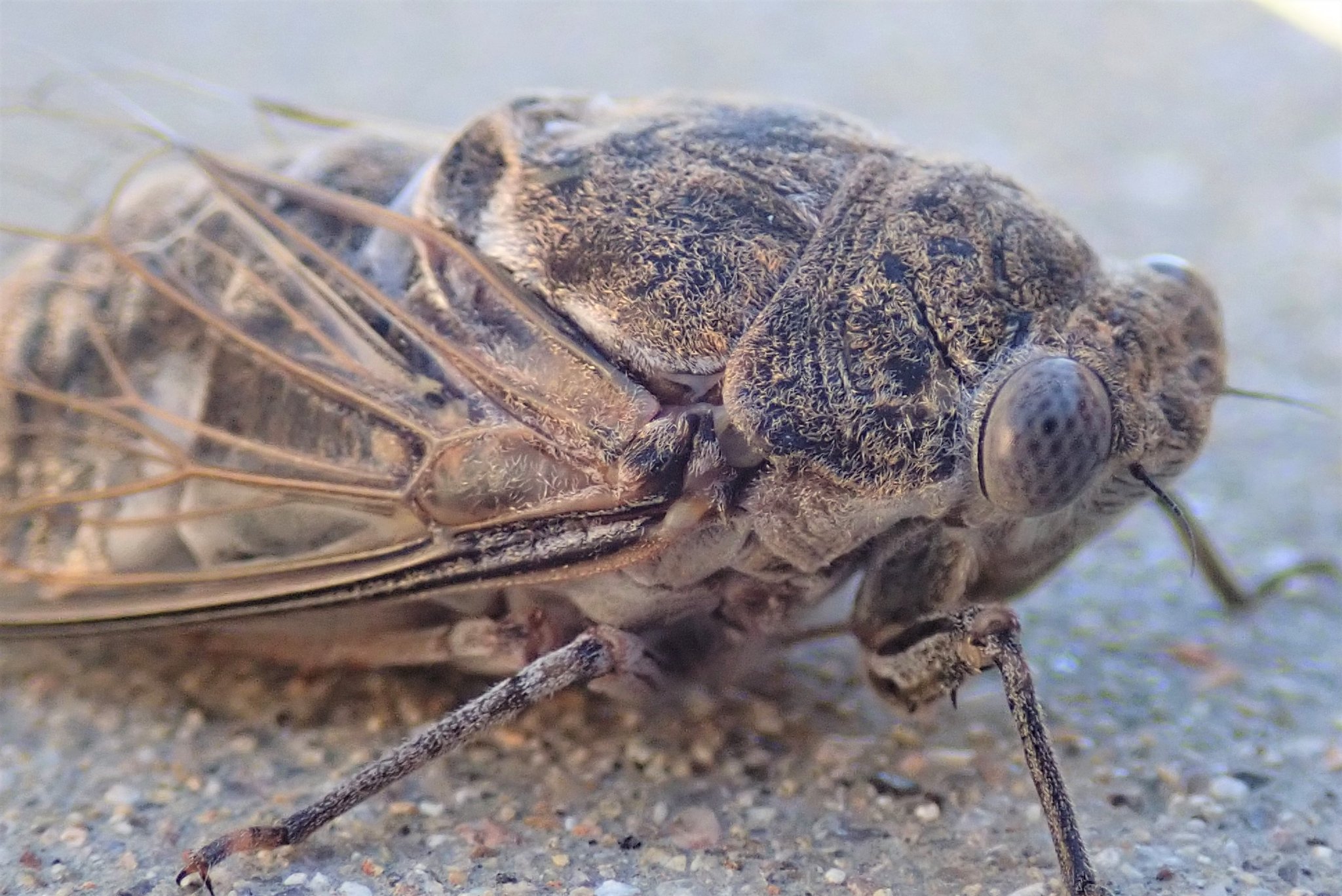 Flying Desert Insects Biblical Plague Or Manageable Threat? Beating