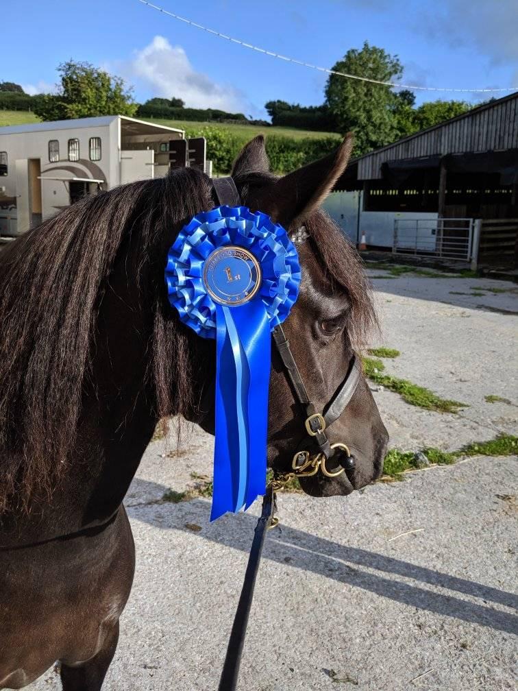 Shilstone Rocks Stud -Dartmoor Riding - Chittleford Farm | Facebook