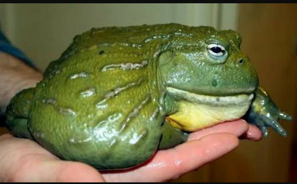 Save the African Bullfrog